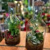 Terrario de plantas