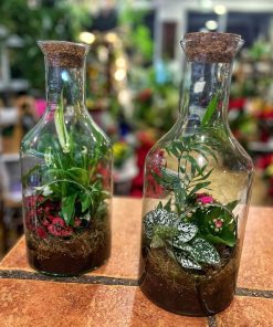 Terrario de plantas