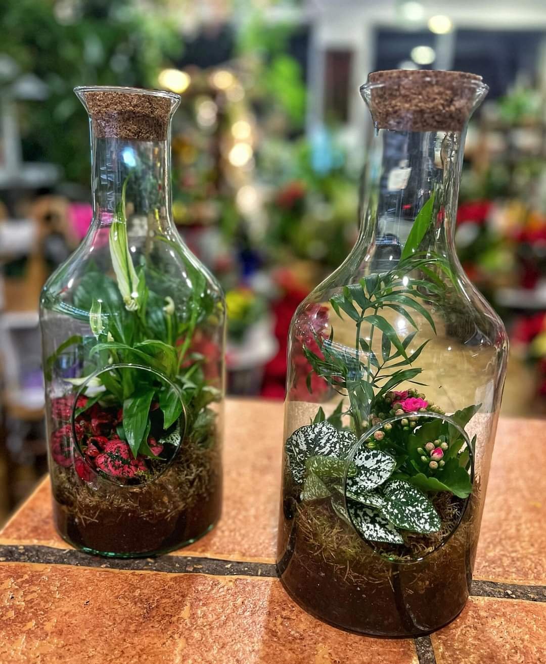 Terrario de plantas