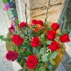 Ramo de 12 rosas rojas