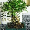 Bonsai Pequeño