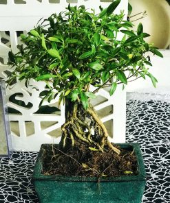 Bonsai Pequeño