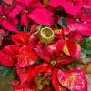 Poinsetia decorada para regalo