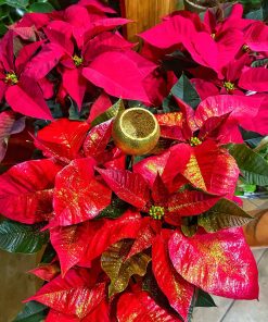 Poinsetia decorada para regalo