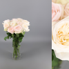 12 Rosas de jardin Variedad Leonora
