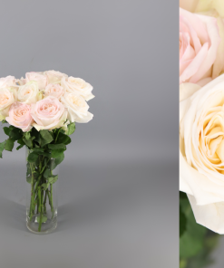 12 Rosas de jardin Variedad Leonora