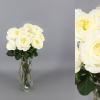 12 Rosas de jardin Variedad Patience