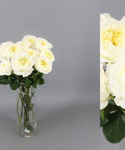 12 Rosas de jardin Variedad Patience