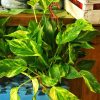 Poto de colgante - Epipremnum aureum
