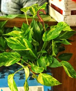 Poto de colgante - Epipremnum aureum