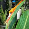 Ave del Paraiso - Strelizia Reginae