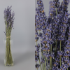 Lavanda Seco