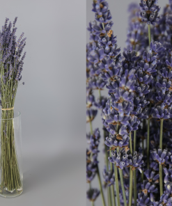 Lavanda Seco