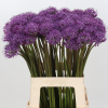 Paquete 10 Allium Purple Rain