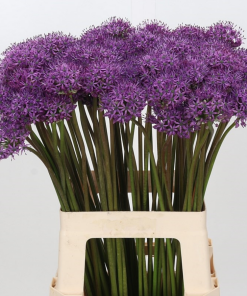 Paquete 10 Allium Purple Rain