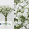 Ramo de 25 Varillas de Paniculata Blanca