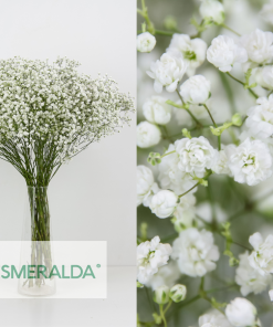 Ramo de 25 Varillas de Paniculata Blanca