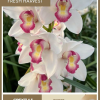 Orquidea Cymbidium Blanca
