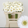 Paquete 20 tallos Gerbera Mini