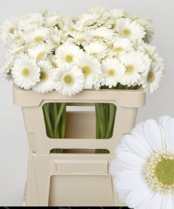 Paquete 20 tallos Gerbera Mini