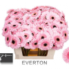 Paquete 20 tallos Gerbera Mini
