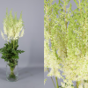 Astilbe blanco