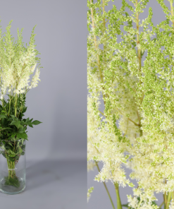 Astilbe blanco