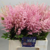 Astilbe rosa