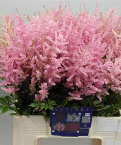 Astilbe rosa