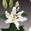 Paquete de 10 Lilium Blanco