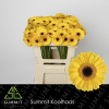 Paquete 20 tallos Gerbera Mini