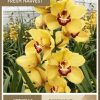 Orquidea Cymbidium Amarillo