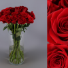Rosa Roja paquete 25 tallos