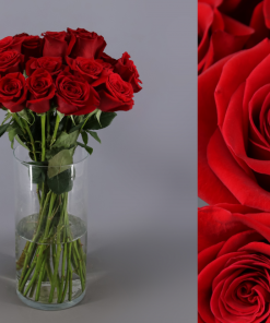Rosa Roja paquete 25 tallos