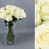 Rosa Blanca paquete 25 tallos