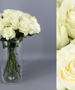 Rosa Blanca paquete 25 tallos