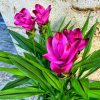 Planta de Cúrcuma Longa