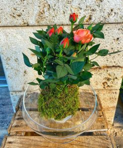 Alternative view of kokedama de rosal con base de cristal