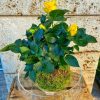 kokedama de rosal con base de cristal
