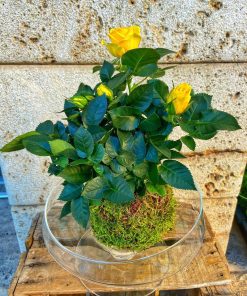 kokedama de rosal con base de cristal