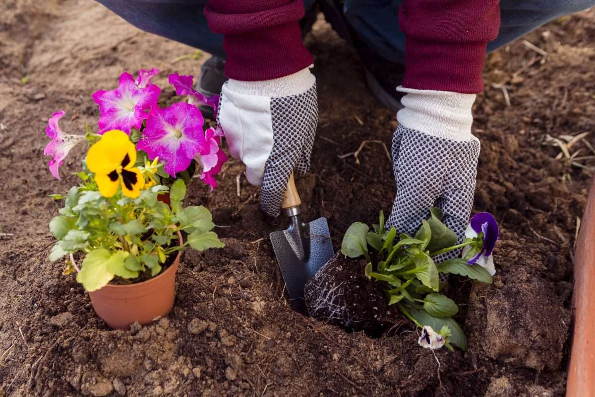 plantas para decorar tu jardin