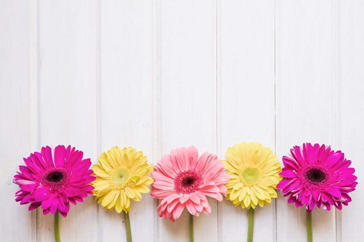 gerberas cuidados