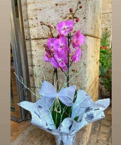 Orquídea phalenopsis rosa