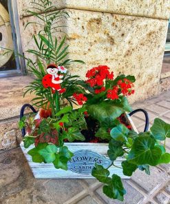 Cesta o caja de plantas